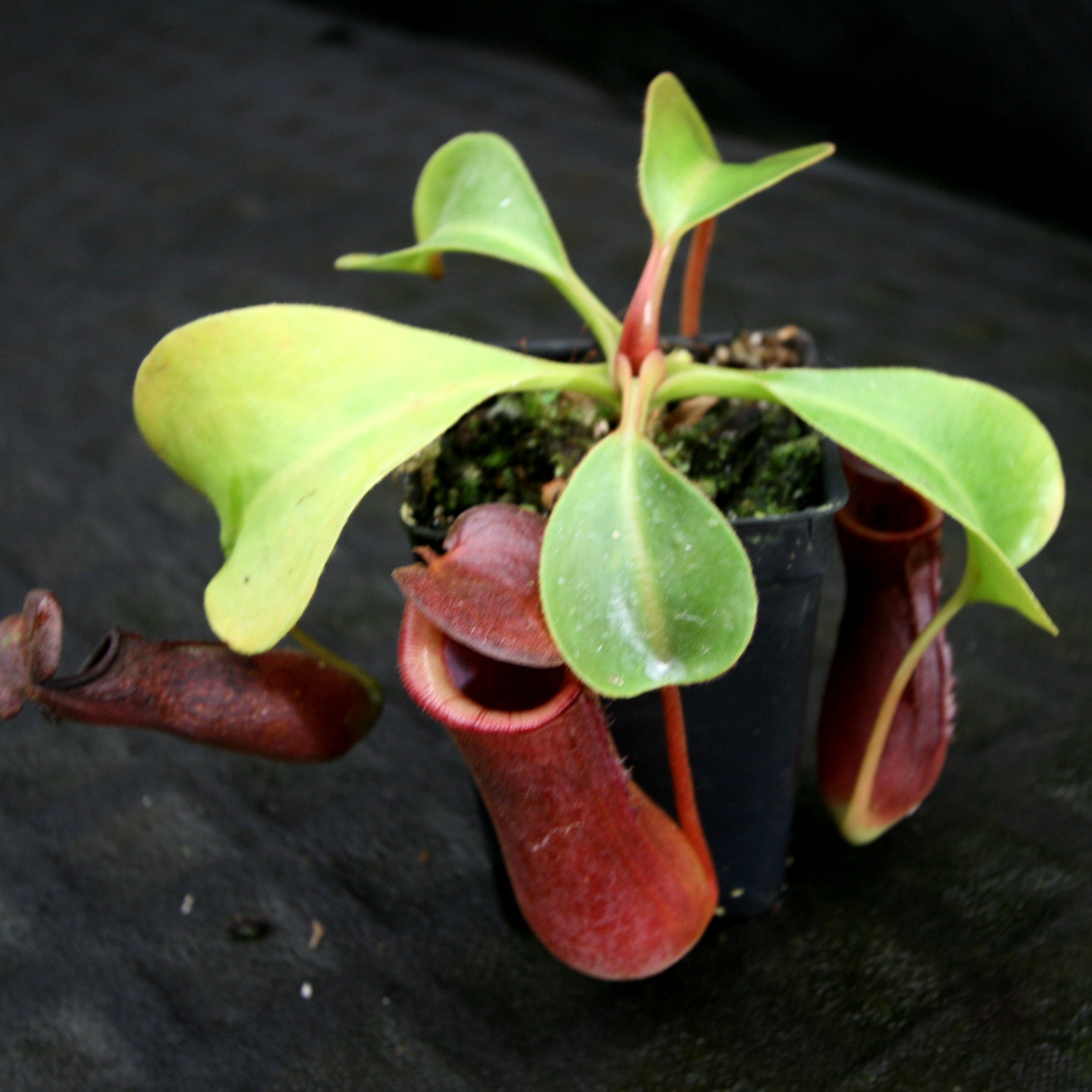 Nepenthes (truncata x campanulata) x lowii, CAR-0099 – Carnivero