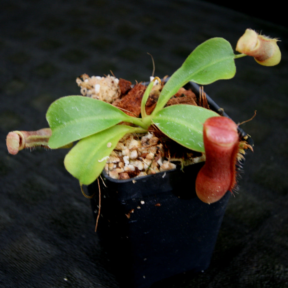 
                      
                        Nepenthes (truncata x campanulata) x lowii, CAR-0099
                      
                    