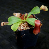 Nepenthes (truncata x campanulata) x lowii, CAR-0099