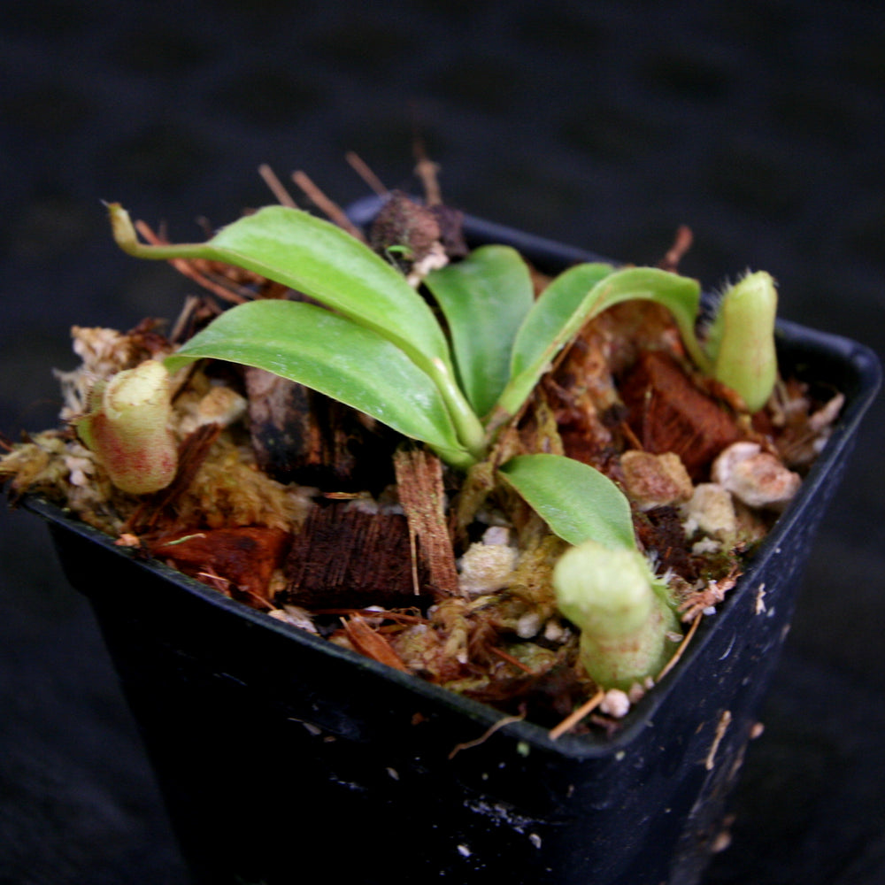 
                      
                        Nepenthes (truncata x campanulata) x lowii, CAR-0099
                      
                    