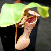 Nepenthes (truncata x campanulata) x clipeata, CAR-0132