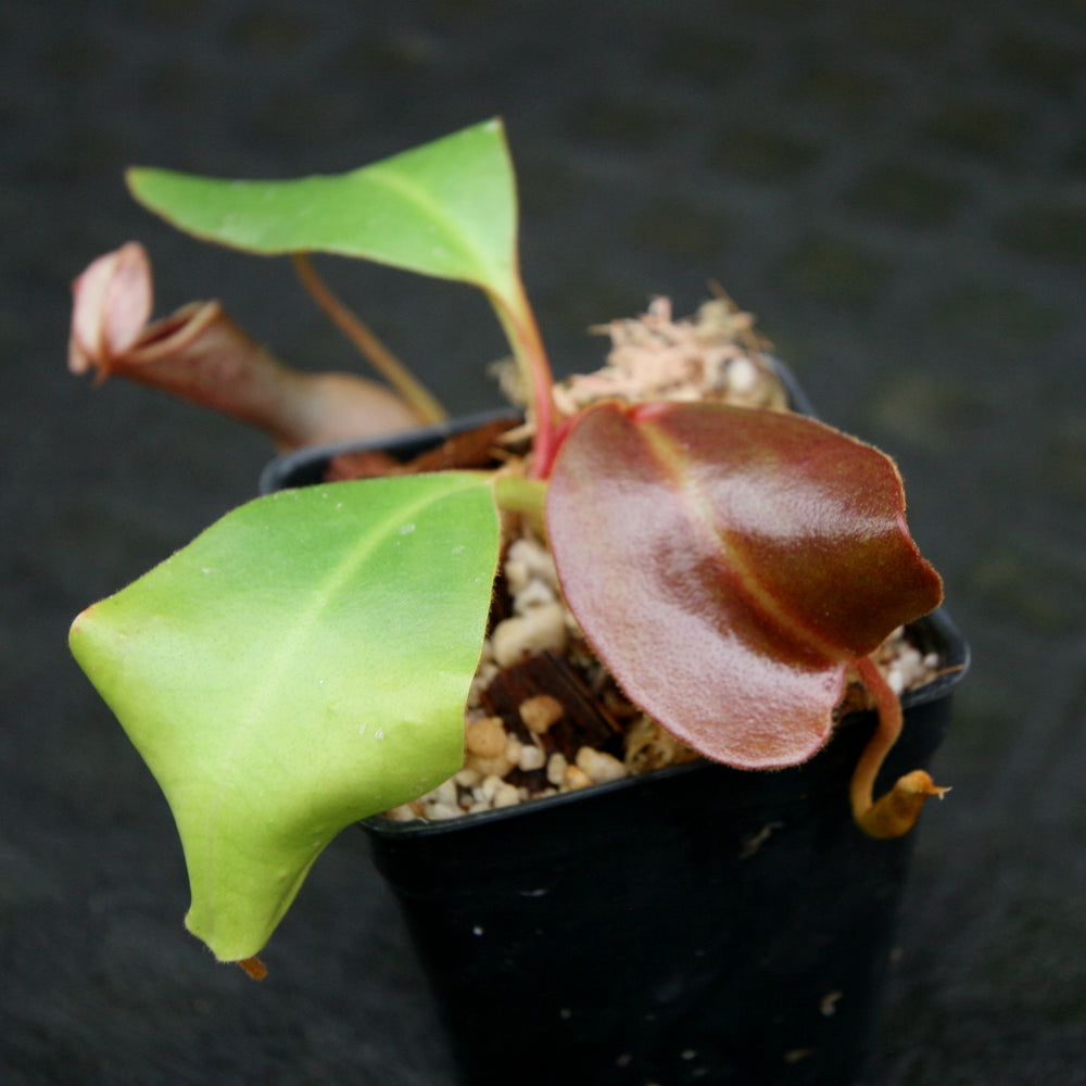 
                      
                        Nepenthes (truncata x campanulata) x clipeata, CAR-0132
                      
                    