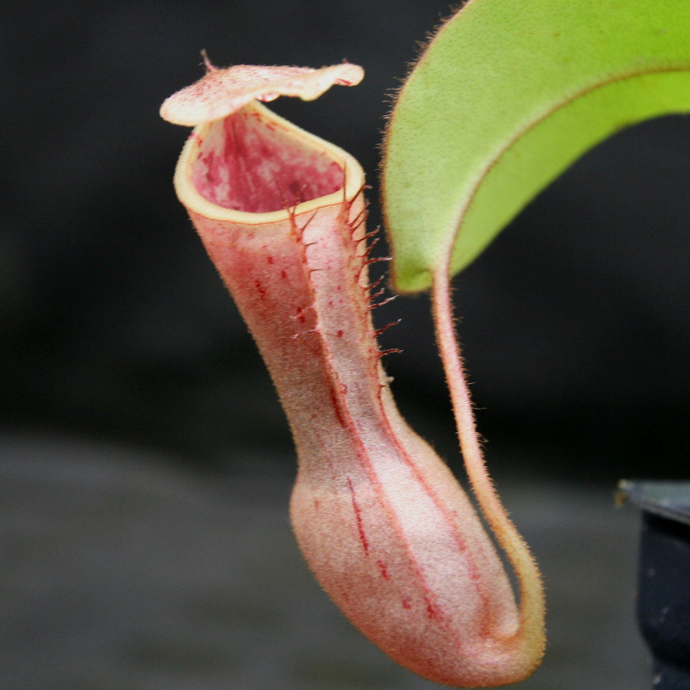 
                      
                        Nepenthes (truncata x campanulata) x clipeata, CAR-0132
                      
                    