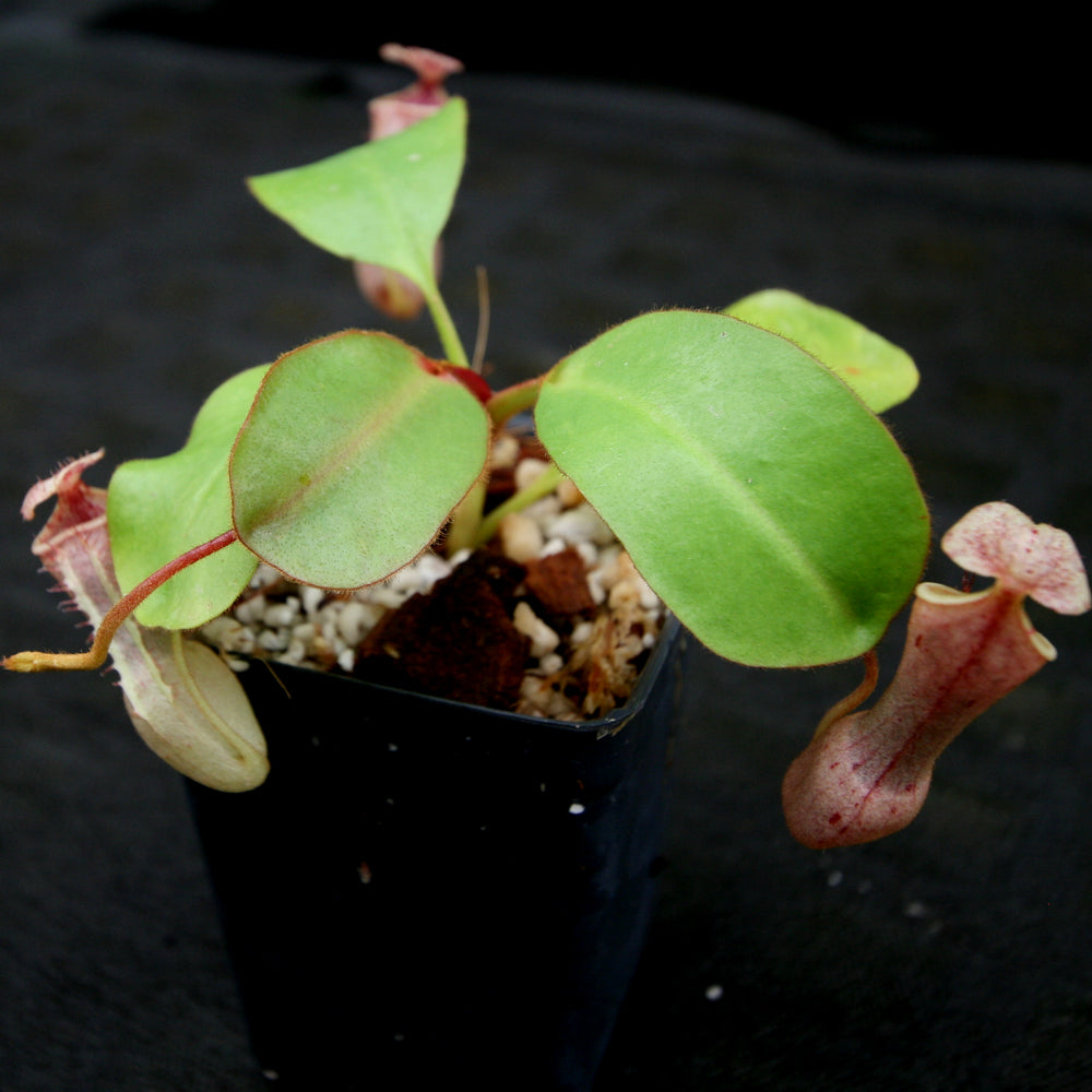 
                      
                        Nepenthes (truncata x campanulata) x clipeata, CAR-0132
                      
                    