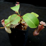 Nepenthes (truncata x campanulata) x clipeata, CAR-0132