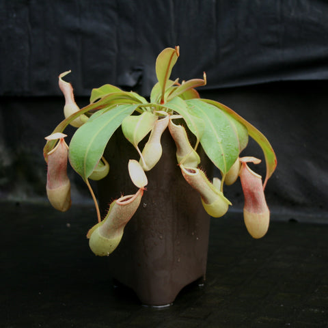 Nepenthes smilesii cross truncata maxima Giant with several long hanging pale yellow green pitchers with pink rims in a small pot.
