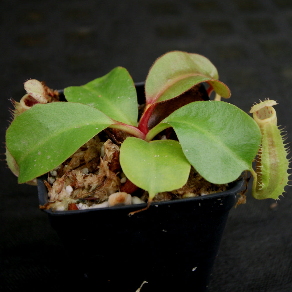 
                      
                        Nepenthes (truncata x campanulata) x clipeata, CAR-0132
                      
                    
