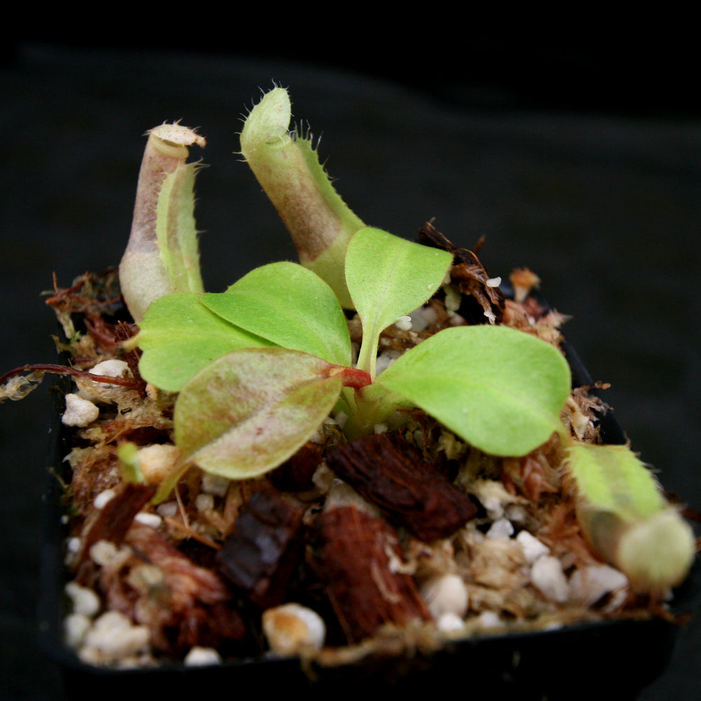 
                      
                        Nepenthes (truncata x campanulata) x clipeata, CAR-0132
                      
                    