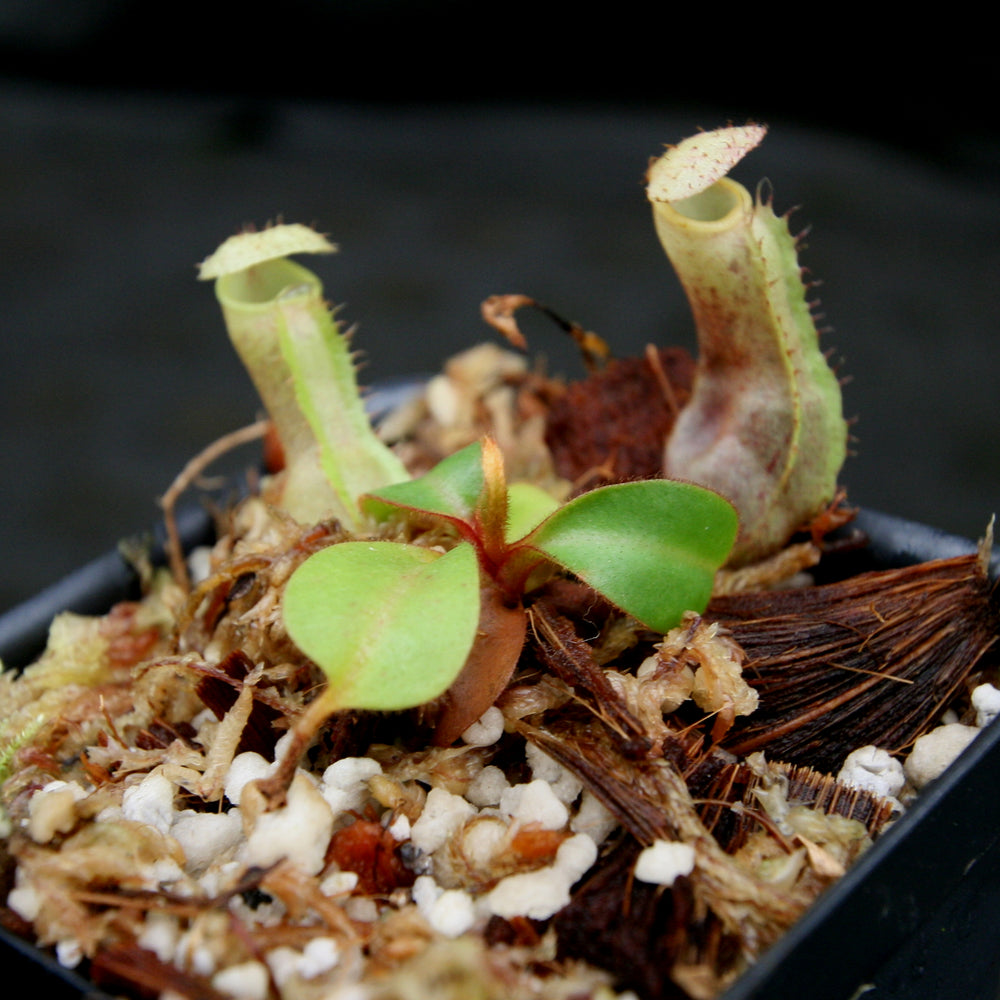 
                      
                        Nepenthes (truncata x campanulata) x clipeata, CAR-0132
                      
                    