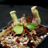 Nepenthes (truncata x campanulata) x clipeata, CAR-0132