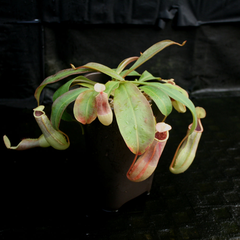 
                      
                        Nepenthes smilesii x (truncata x maxima)-Giant, CAR-0081
                      
                    