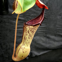 Nepenthes (truncata x campanulata) x boschiana, CAR-0197