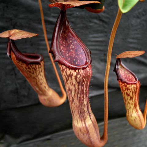 Three tall Nepenthes truncate x campanulata x boschiana pitchers with speckled tan bodies and burgundy rims against a black background