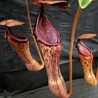 Nepenthes (truncata x campanulata) x boschiana, CAR-0197