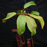 Nepenthes (truncata x campanulata) x boschiana, CAR-0197