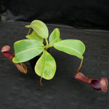 Nepenthes (truncata x campanulata) x boschiana, CAR-0197