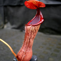 Nepenthes (truncata x campanulata) x boschiana, CAR-0197