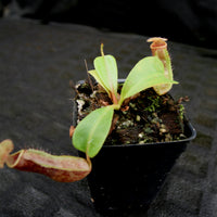 Nepenthes (truncata x campanulata) x boschiana, CAR-0197
