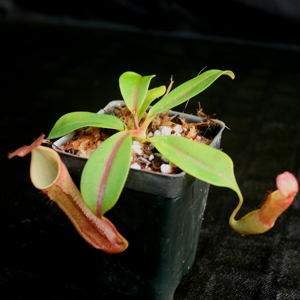 
                      
                        Nepenthes Song of Melancholy, CAR-0129, pitcher plant, carnivorous plant, collectors plant, large pitchers, rare plants 
                      
                    