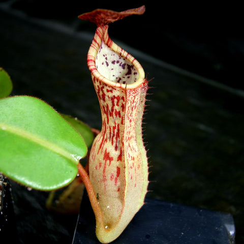Nepenthes maxima x clipeata pitcher with tall cream body red speckles and a curled peristome.