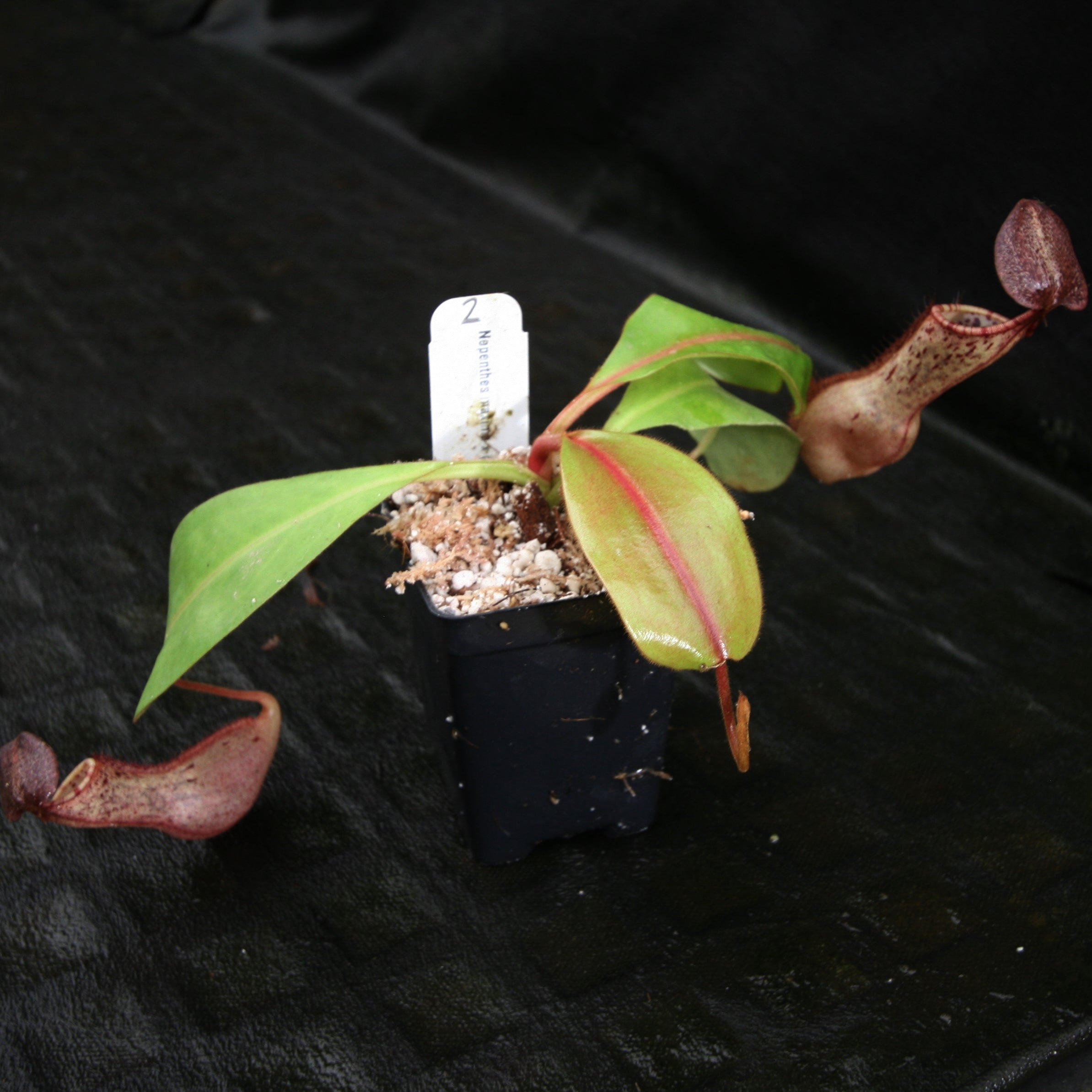 バラノサイテン Nepenthes maxima x clipeata – Carnivero