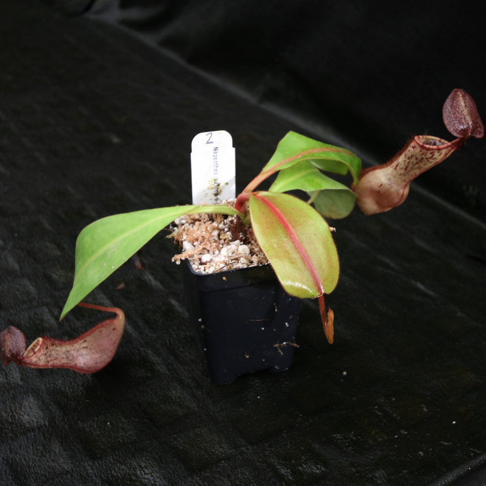 
                      
                        Nepenthes maxima x clipeata
                      
                    