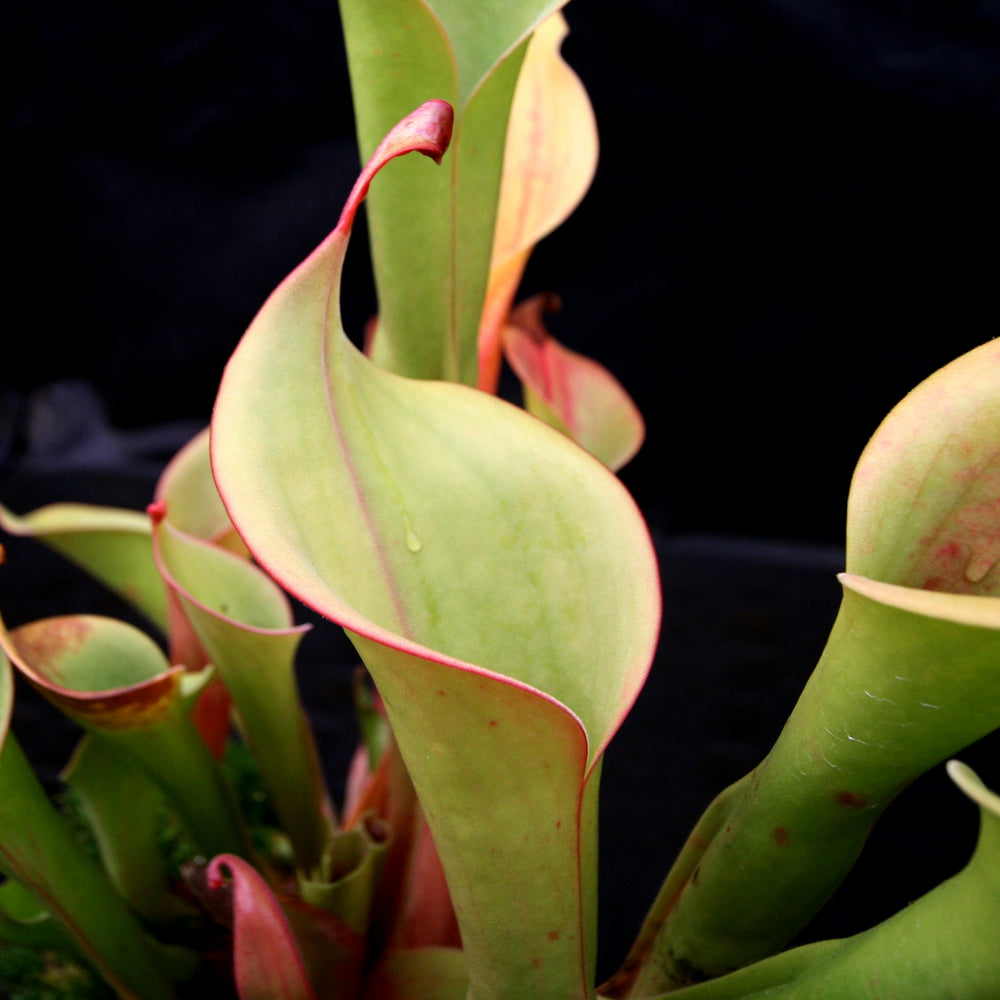 
                      
                        Heliamphora "Godzilla"
                      
                    