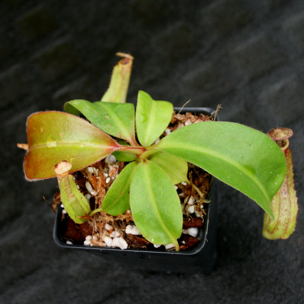 
                      
                        Nepenthes Marpesa x clipeata, CAR-0130
                      
                    