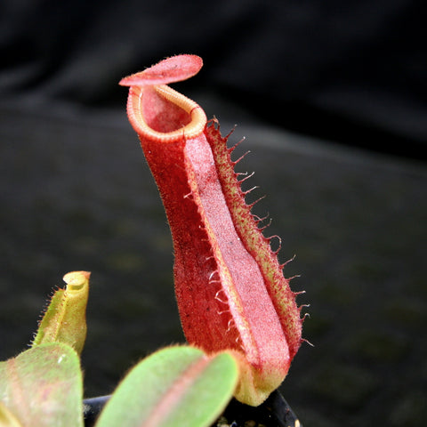 Tall red Nepenthes pitcher with a pale pink rim and a small lid at the top with fringed edges.
