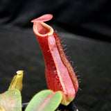 Nepenthes [(lowii x veitchii) x boschiana] x northiana