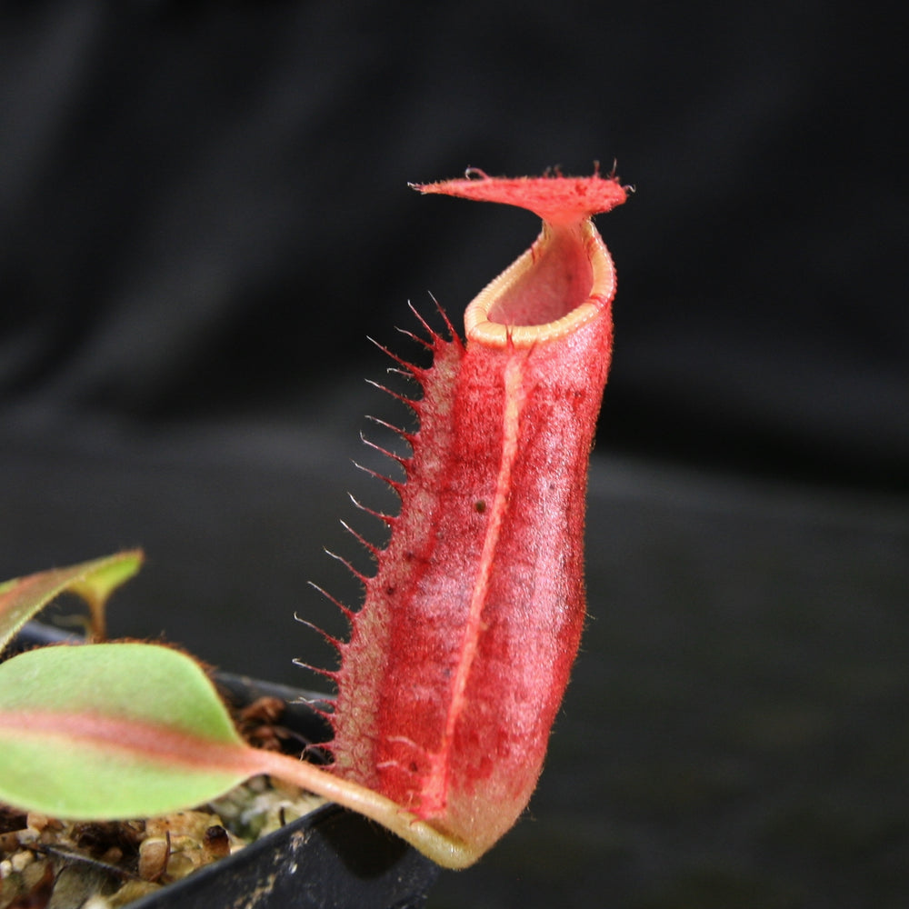 Nepenthes [(lowii x veitchii) x boschiana] x northiana, pitcher plant, carnivorous plant, collectors plant, large pitchers, rare plants 