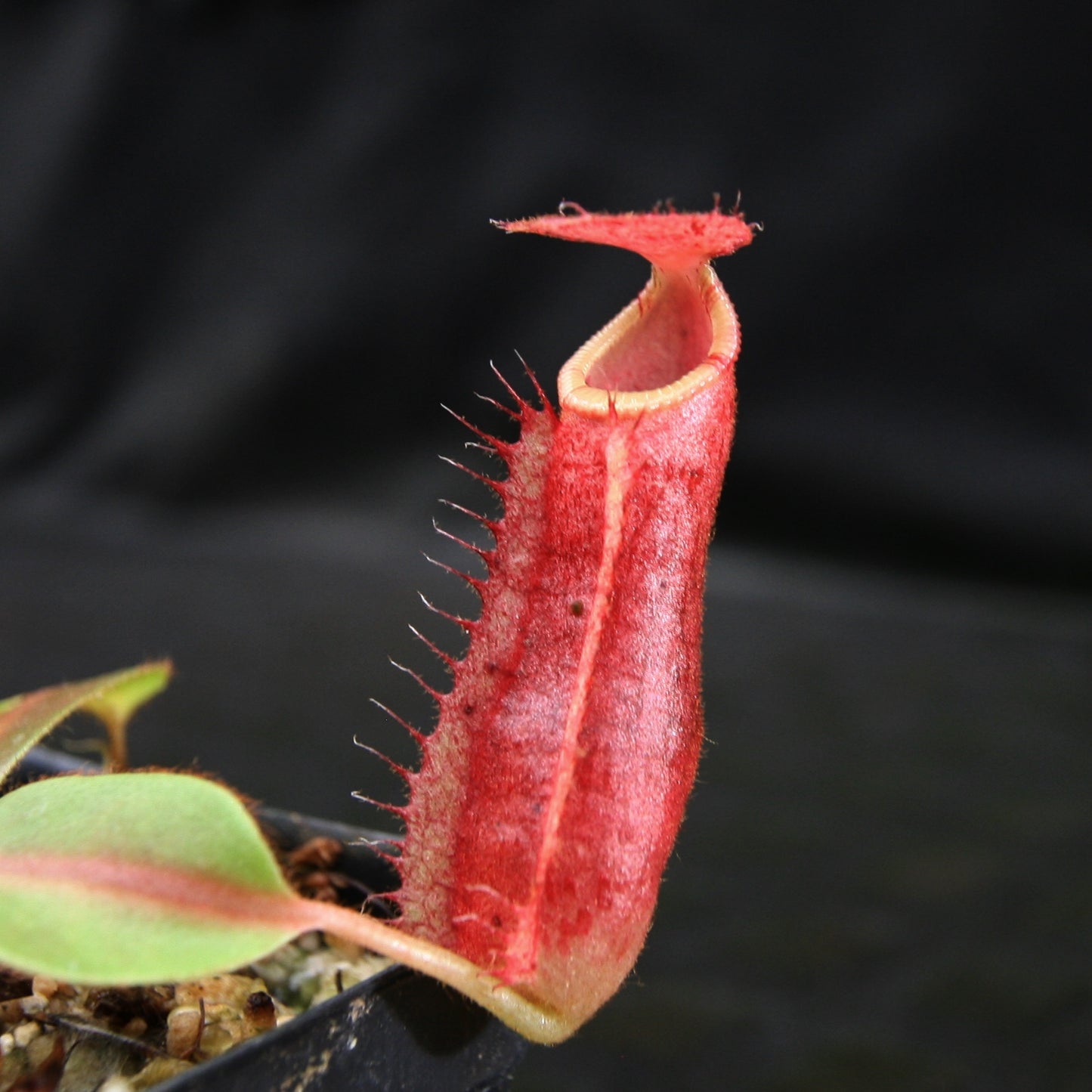 Nepenthes [(lowii x veitchii) x boschiana] x northiana, pitcher plant, carnivorous plant, collectors plant, large pitchers, rare plants 