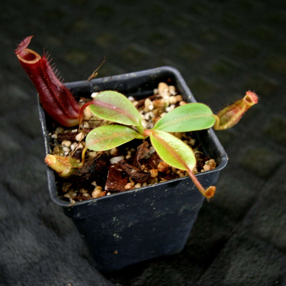 
                      
                        Nepenthes [(lowii x veitchii) x boschiana] x northiana, pitcher plant, carnivorous plant, collectors plant, large pitchers, rare plants 
                      
                    