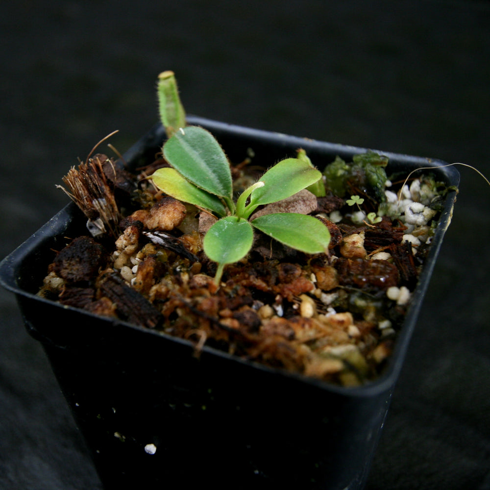 
                      
                        Nepenthes [(lowii x veitchii) x boschiana] x northiana, pitcher plant, carnivorous plant, collectors plant, large pitchers, rare plants 
                      
                    
