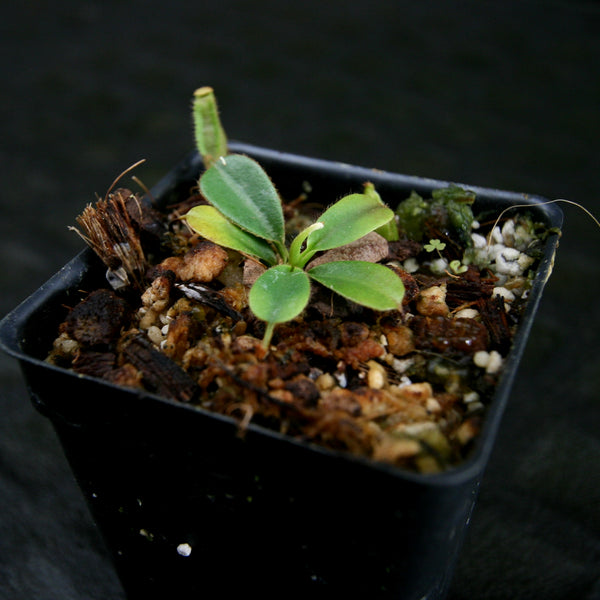 Nepenthes [(lowii x veitchii) x boschiana] x northiana