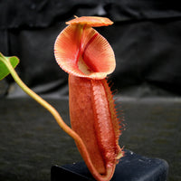 Nepenthes robcantleyi x (burbidgeae x edwardsiana), BE-4023