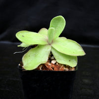 Pinguicula 'Razzberry Blonde' mexican butterwort, Butterwort, carnivorous plant, gnat eating plant, beginner plant, fungus gnat eating plant, easy to grow, ping, Mexican butterwort, ping plant