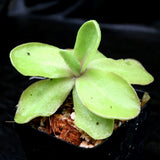 Pinguicula 'Razzberry Blonde' mexican butterwort, Butterwort, carnivorous plant, gnat eating plant, beginner plant, fungus gnat eating plant, easy to grow, ping, Mexican butterwort, ping plant