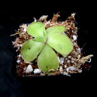 Pinguicula 'Razzberry Blonde' mexican butterwort, Butterwort, carnivorous plant, gnat eating plant, beginner plant, fungus gnat eating plant, easy to grow, ping, Mexican butterwort, ping plant