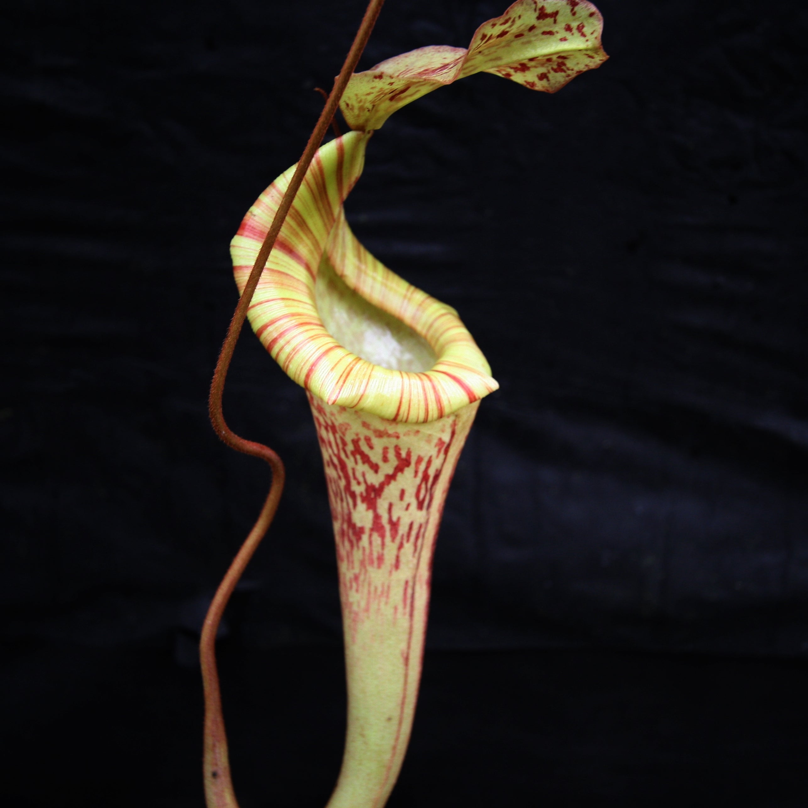 Nepenthes [(lowii x veitchii) x boschiana]-yellow x platychila