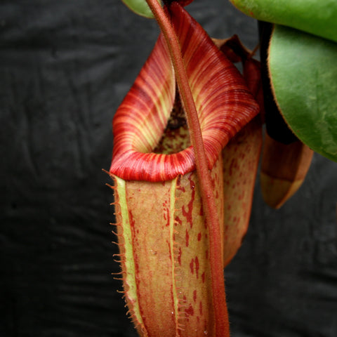 Close-up of Nepenthes Rokko x boschiana x veitchii pitcher with red striped lip against dark background