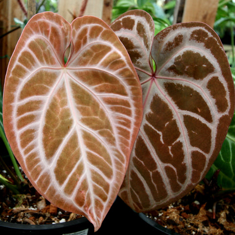 Pair of large heart shaped Anthurium crystallinum x magnificum leaves with pinkish bronze tones and white venation