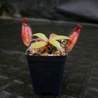 Nepenthes ampullaria x aristolochioides