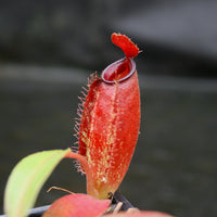 Nepenthes ampullaria x aristolochioides