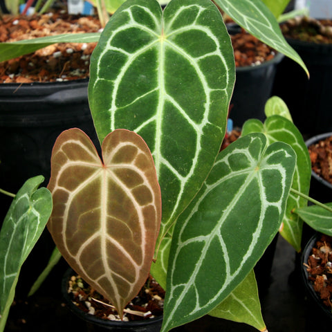 Anthurium magnificum x crystallinum with large green leaves and pale white venation
