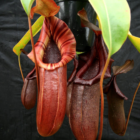 Nepenthes burkei x robcantleyi BE-3752 with several large red pitcher traps and green leaves against a dark background.