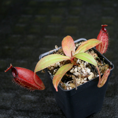 Nepenthes ampullaria x aristolochioides plant in a pot with pale green to orange leaves and red pitcher traps