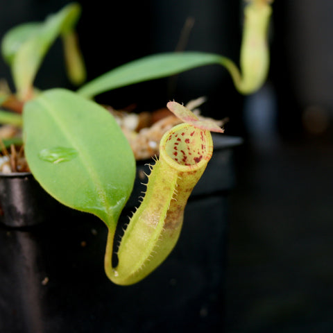 Nepenthes Song of Melancholy x Rokko pitcher with pale yellow body and red speckled interior