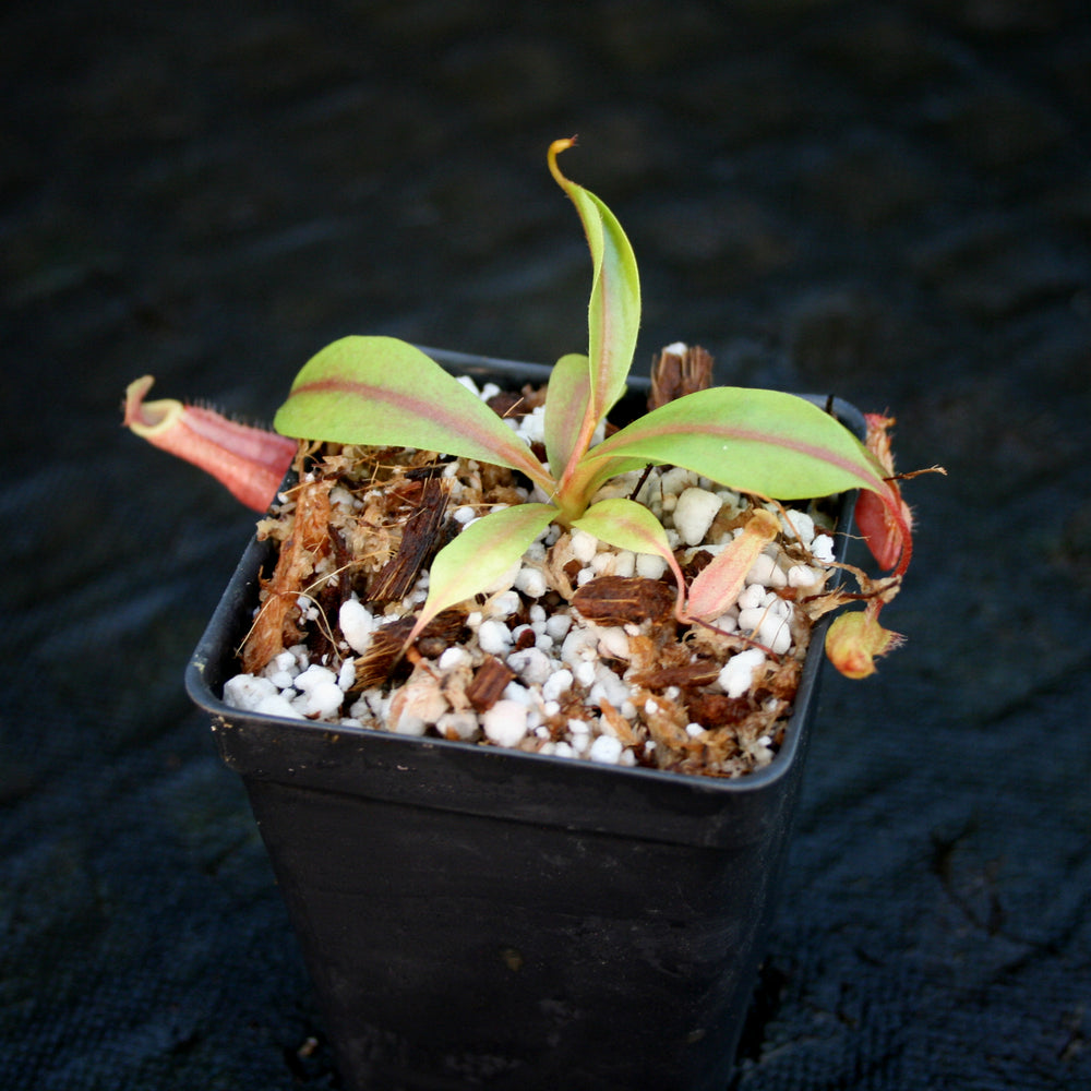 
                      
                        Nepenthes Song of Melancholy x Rokko, CAR-0134
                      
                    