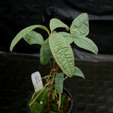 Anthurium arisaemoides